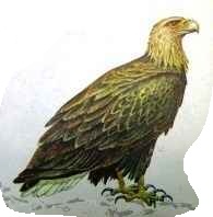 ����� ���������