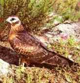 ���� �������