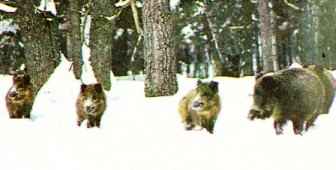 ����� �����