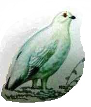 ����� ���������