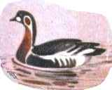 ����������� �������