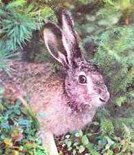 ���� �����