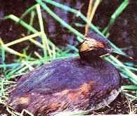 ����� �������