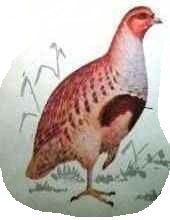 ����� ���������