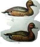 ���������� �����