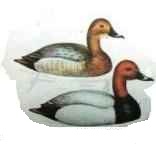 ������������� �����