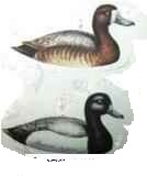 ������� �������