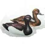 �������� �������