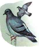 ����� ������