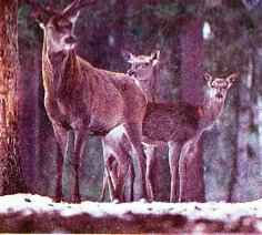 ����� �����������