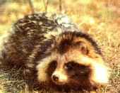 ����������� ������