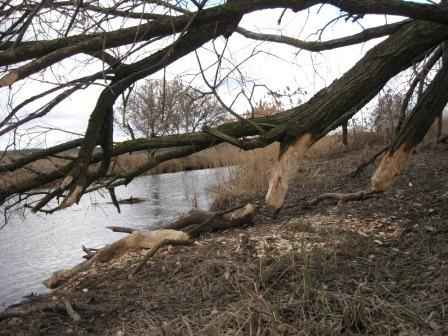 ������� �����