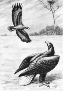 ���� ���������