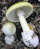 ������� �������