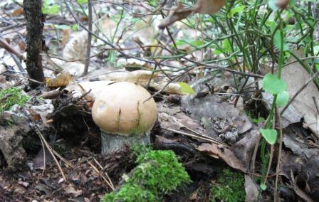 ���� �����������