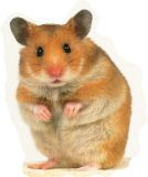 �����. Hamster