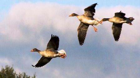 �������� ����� �� ����