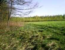 ������ ����