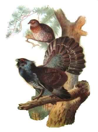 ��������� �����. �������