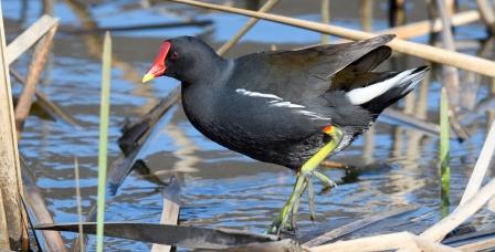 ��������� (�������� �������)