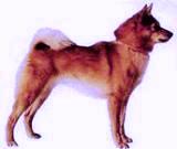 ������-������� �����