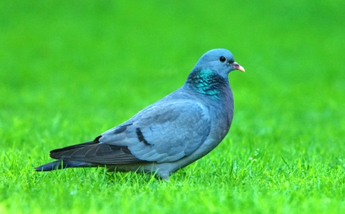 ������ ������� (�����)