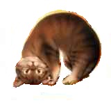 ������� �����.