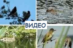 ��������, �������