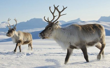 �������� �����