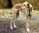 ������� ������� ������