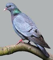 ������� (�����)