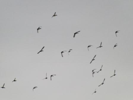 ����� ����