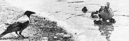 ������ � ����