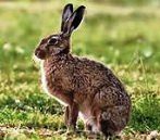 ������� ������. ����������