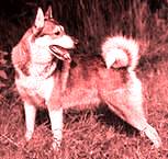 ������ �����