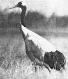 �������� �������, �����